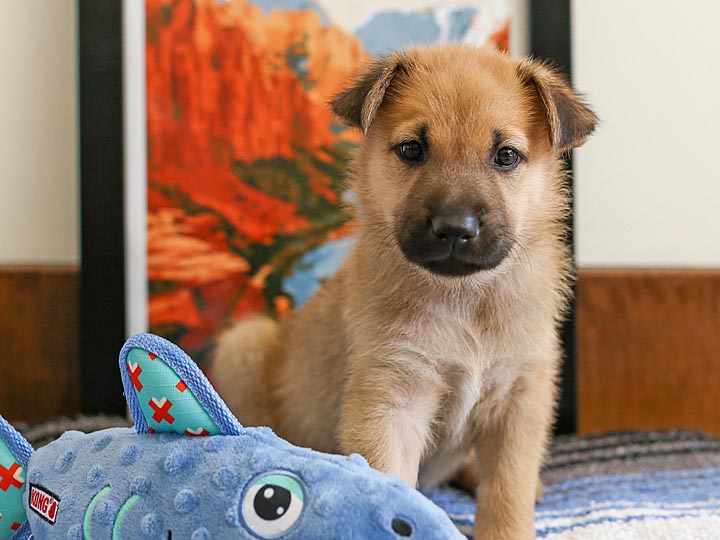 chinook puppy